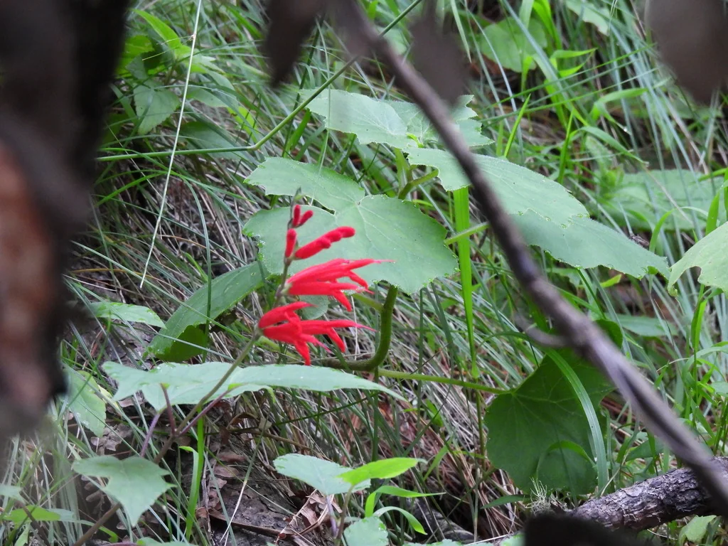 Salvia Elegans