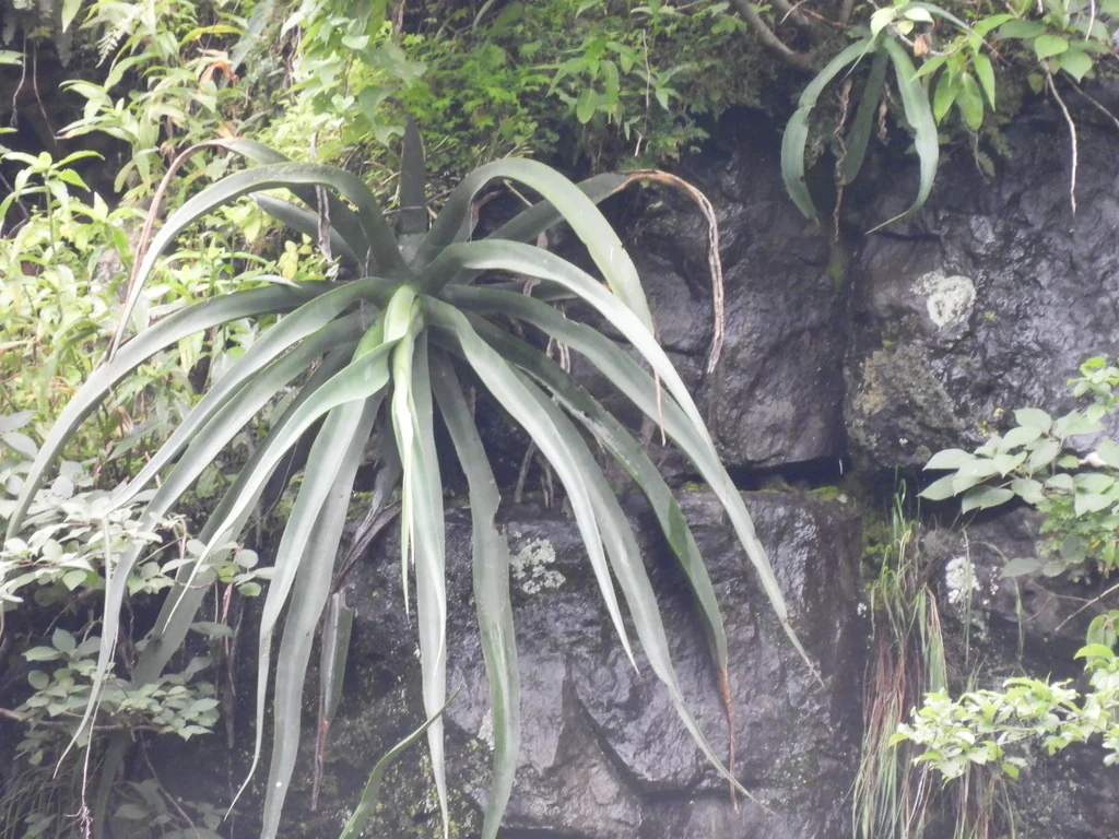 Agave Vilmoriniana
