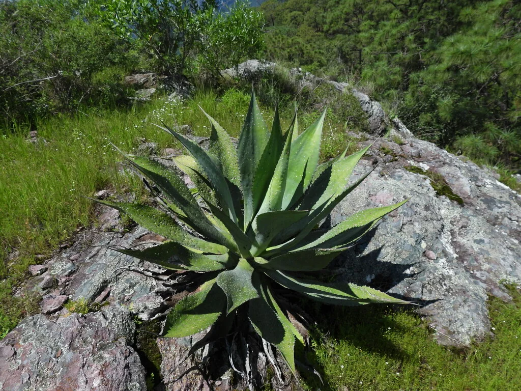 Agave Bovicornuta