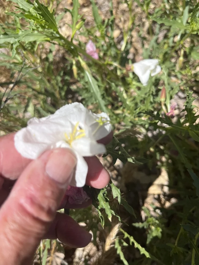 Oenothera californica