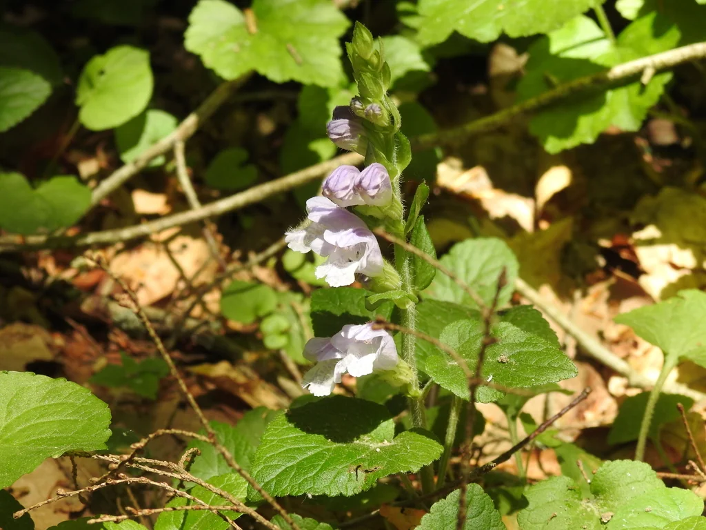 Meehania Cordata