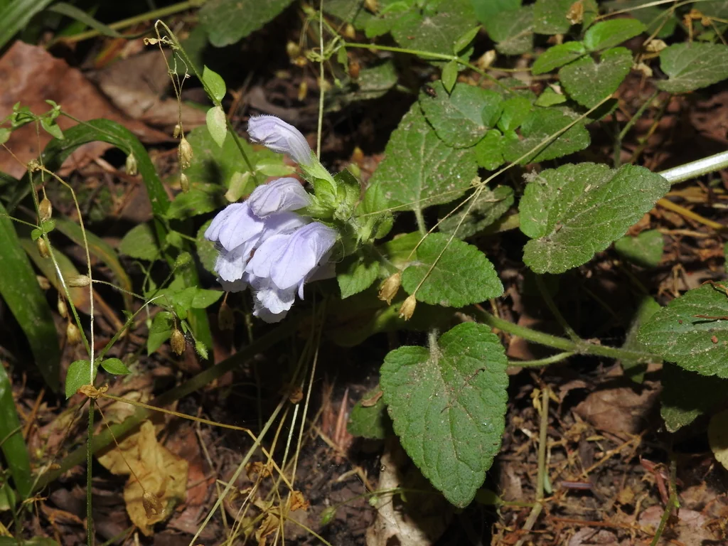 Meehania Cordata