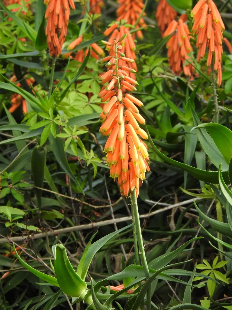 Aloe Ciliaris
