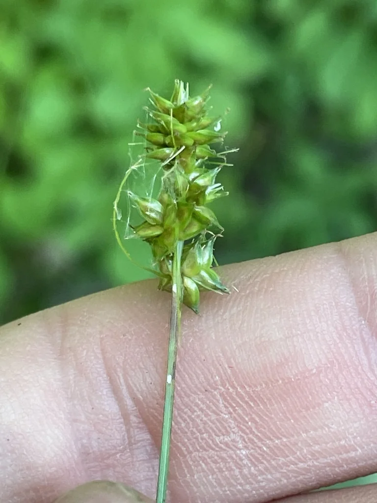 Carex Texensis