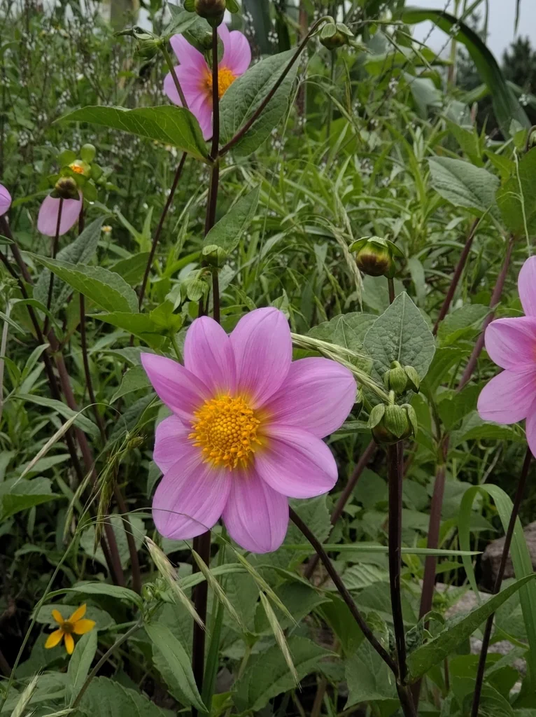 Dahlia variabilis