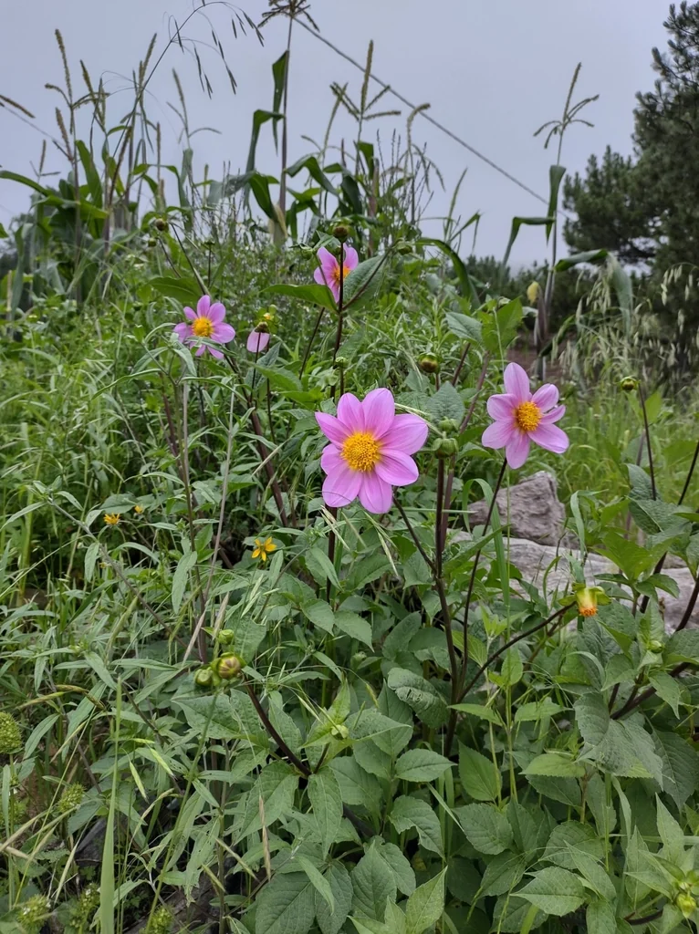 Dahlia variabilis