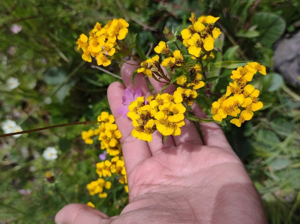 Tagetes Lucida