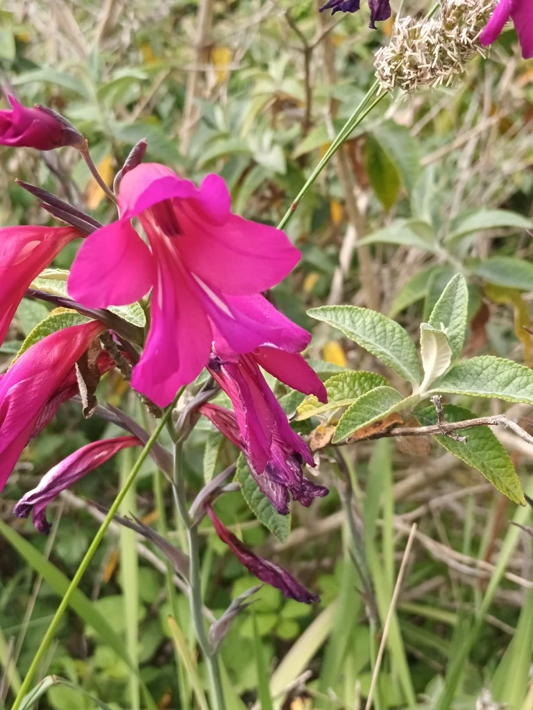 Gladiolus Communis