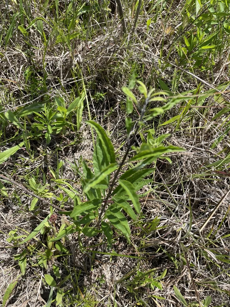 Salvia Azurea Grandiflora