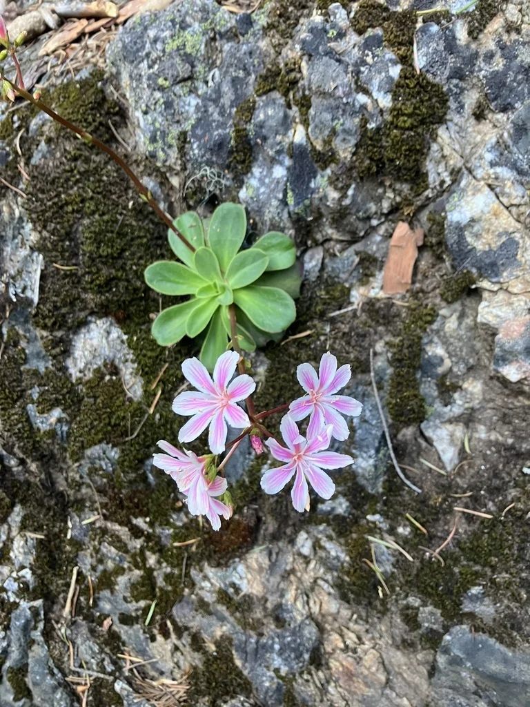 Lewisia Cotyledon