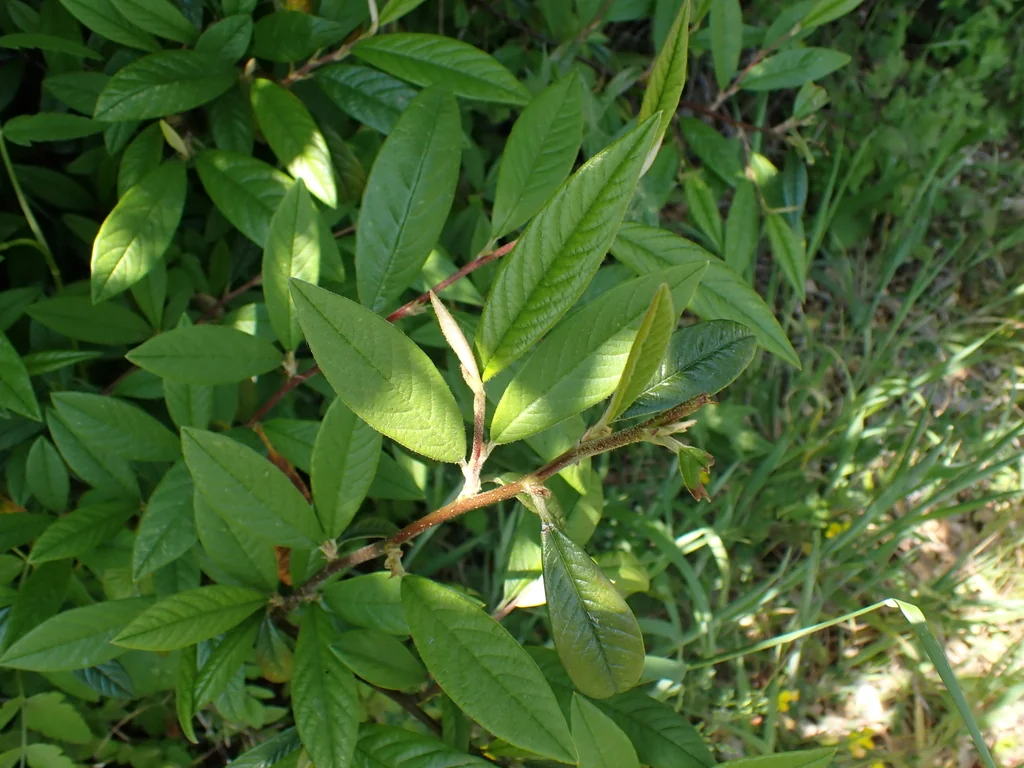 Cotoneaster Salicifolius