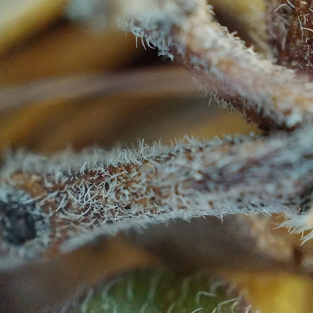 Monardella Macrantha