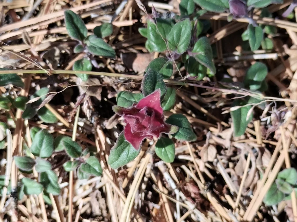 Monardella Macrantha