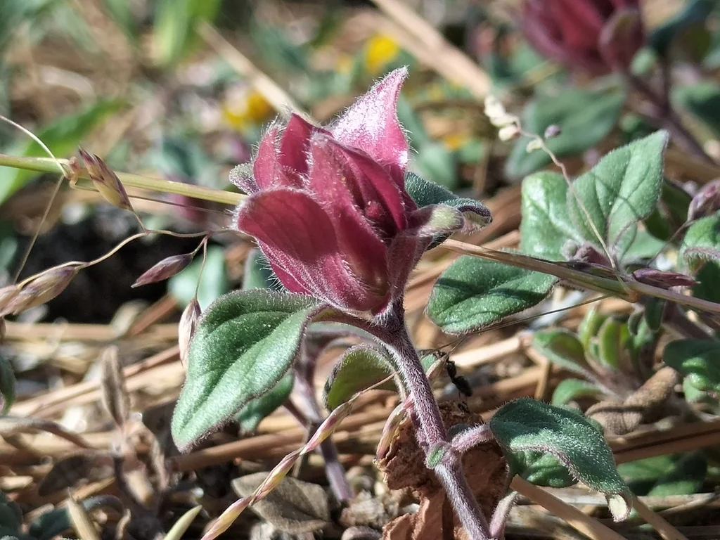 Monardella Macrantha