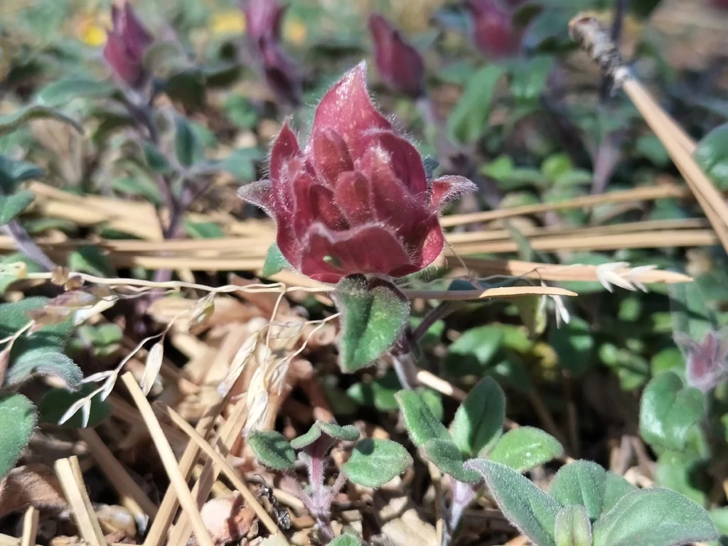 Monardella Macrantha