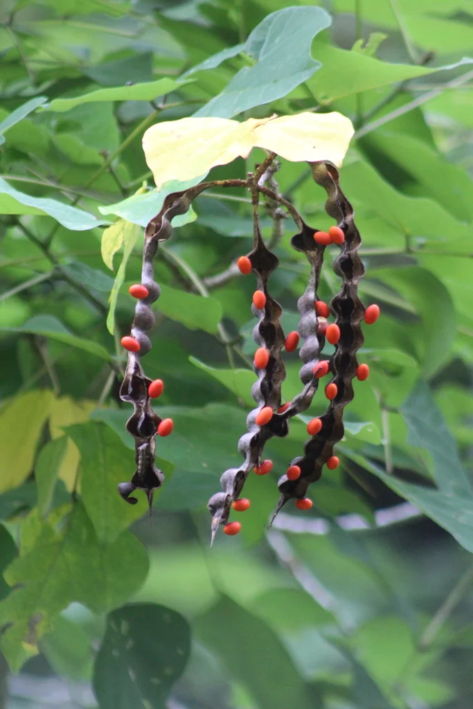 Erythrina Coralloides