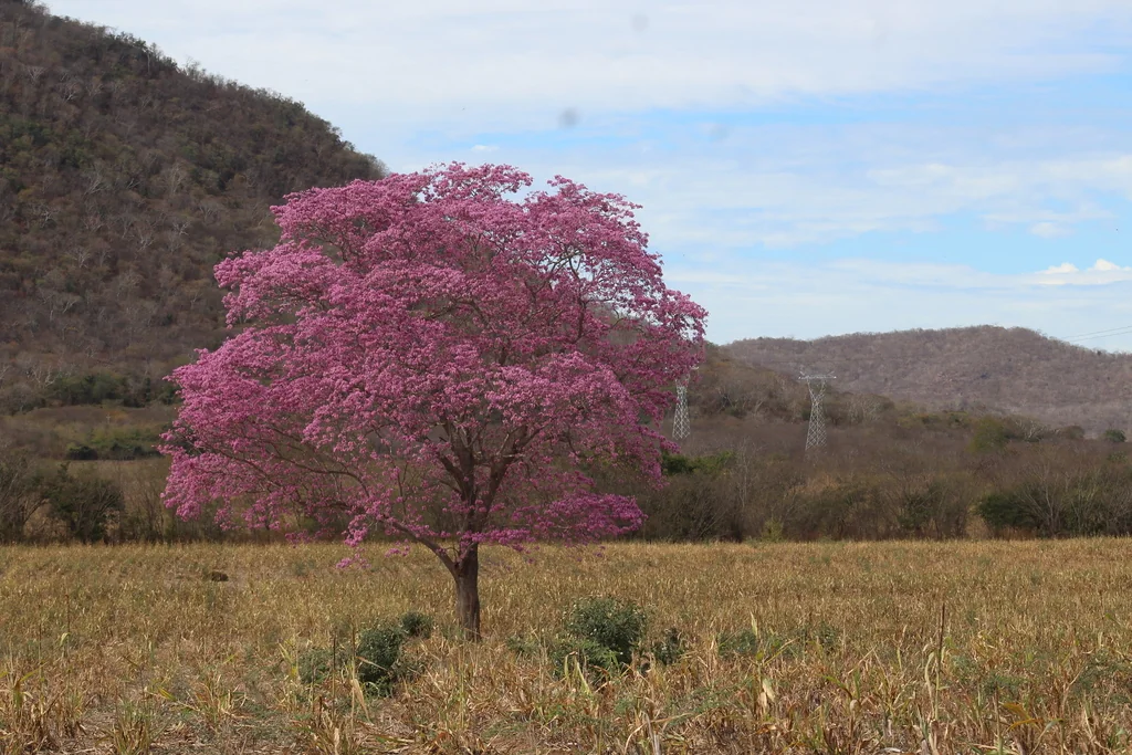 Tabebuia Impetiginosa