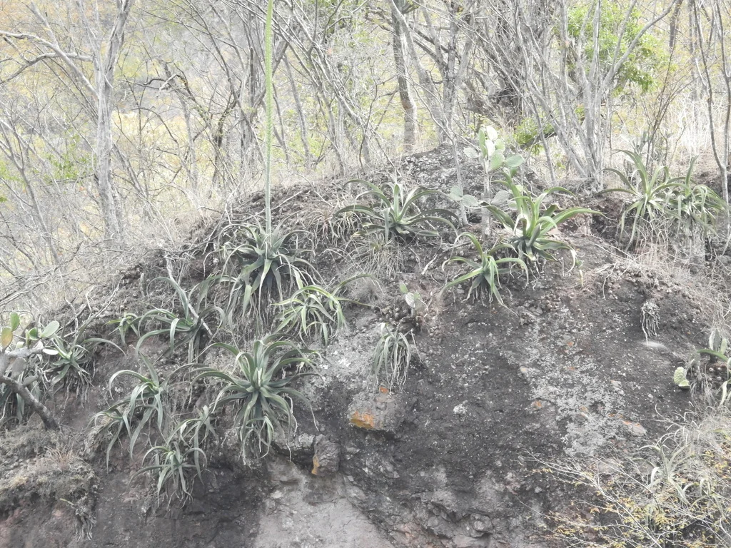 Agave Vilmoriniana