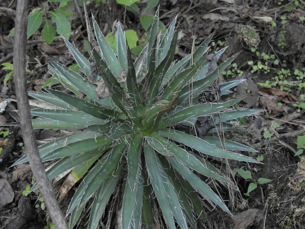 Agave Filifera