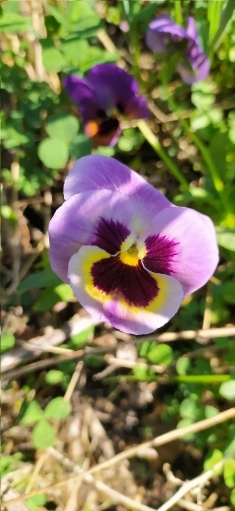 Viola X Wittrockiana
