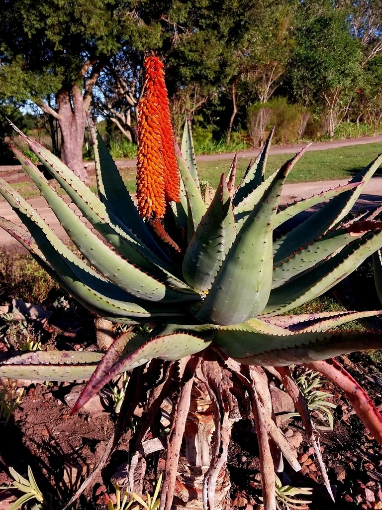 Aloe Ferox