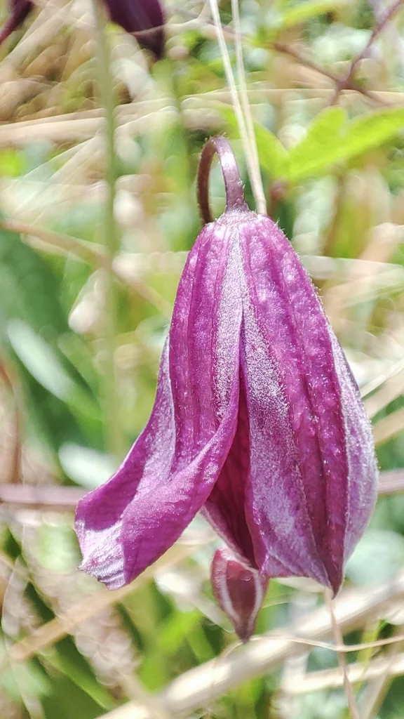 Clematis Viticella