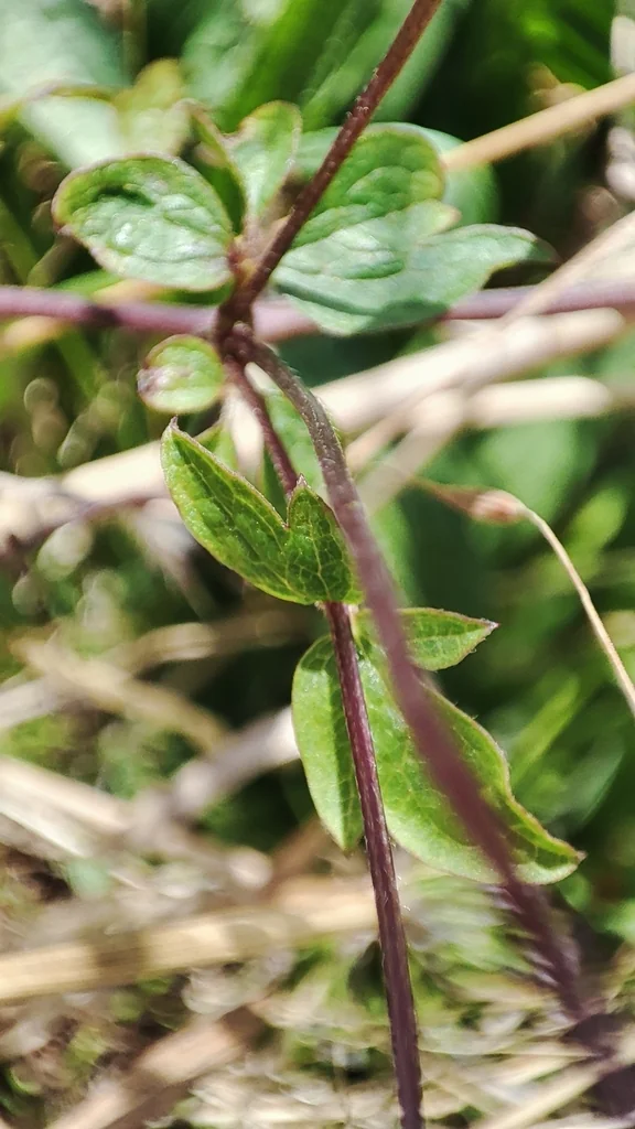 Clematis Viticella