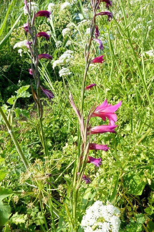 Gladiolus Communis