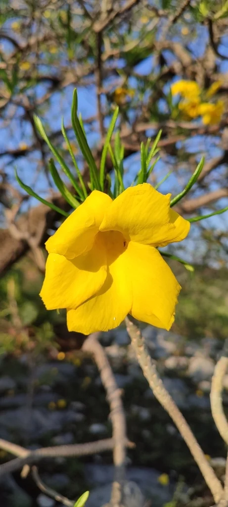 Thevetia Thevetioides