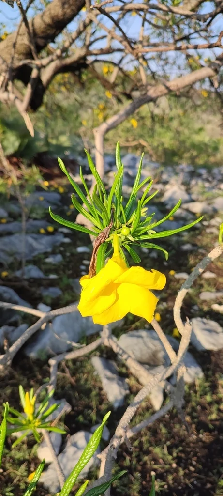 Thevetia Thevetioides