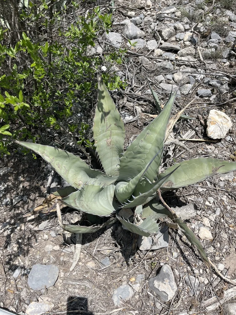 Agave Scabra