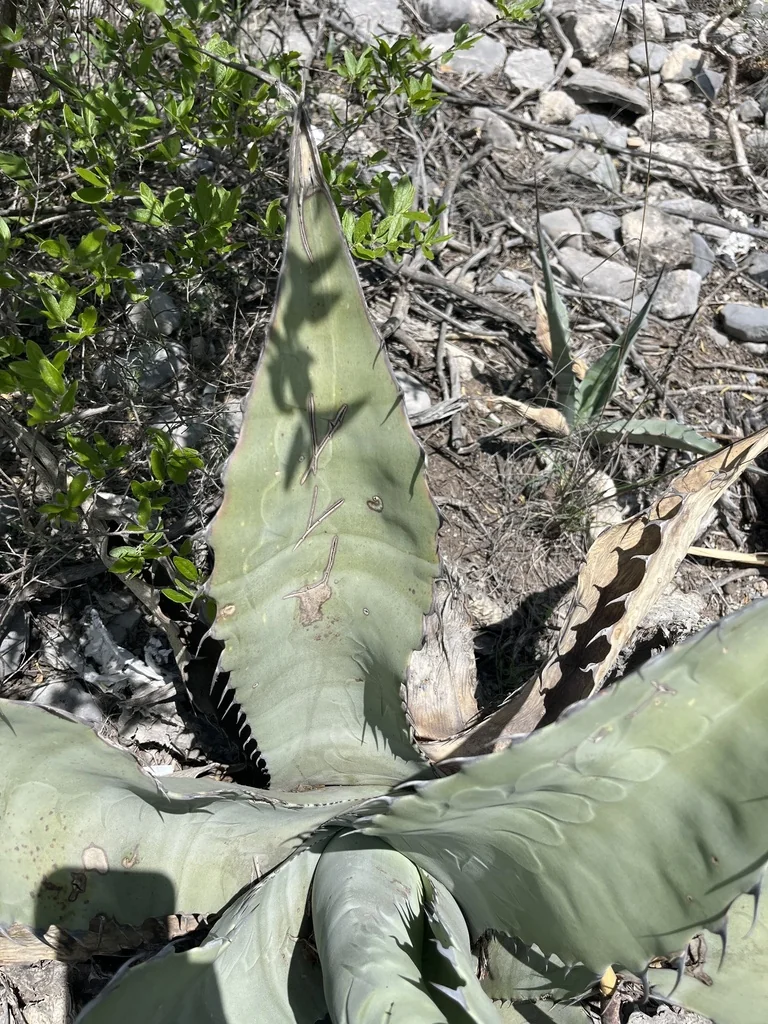 Agave Scabra