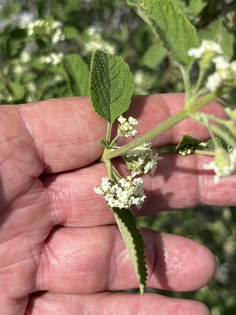 Lippia Graveolens