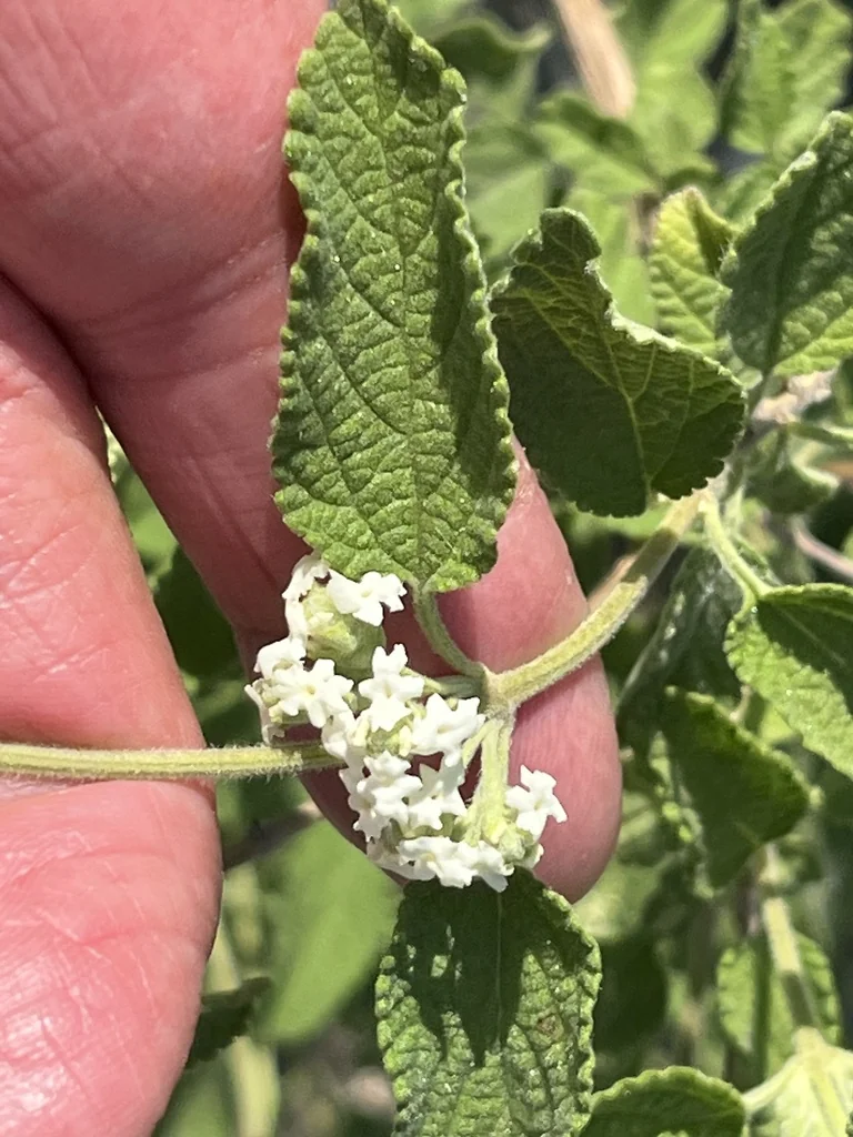 Lippia Graveolens