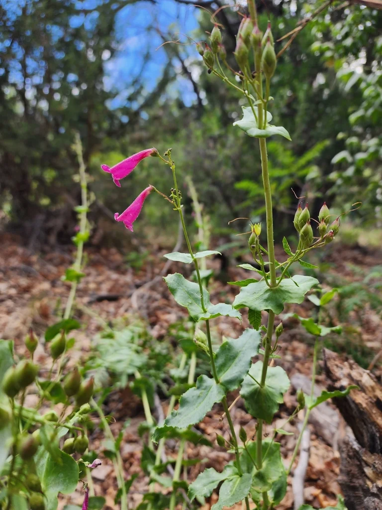 Penstemon Pseudospectabilis