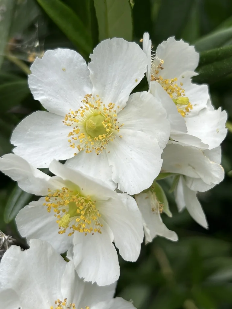 Carpenteria Californica