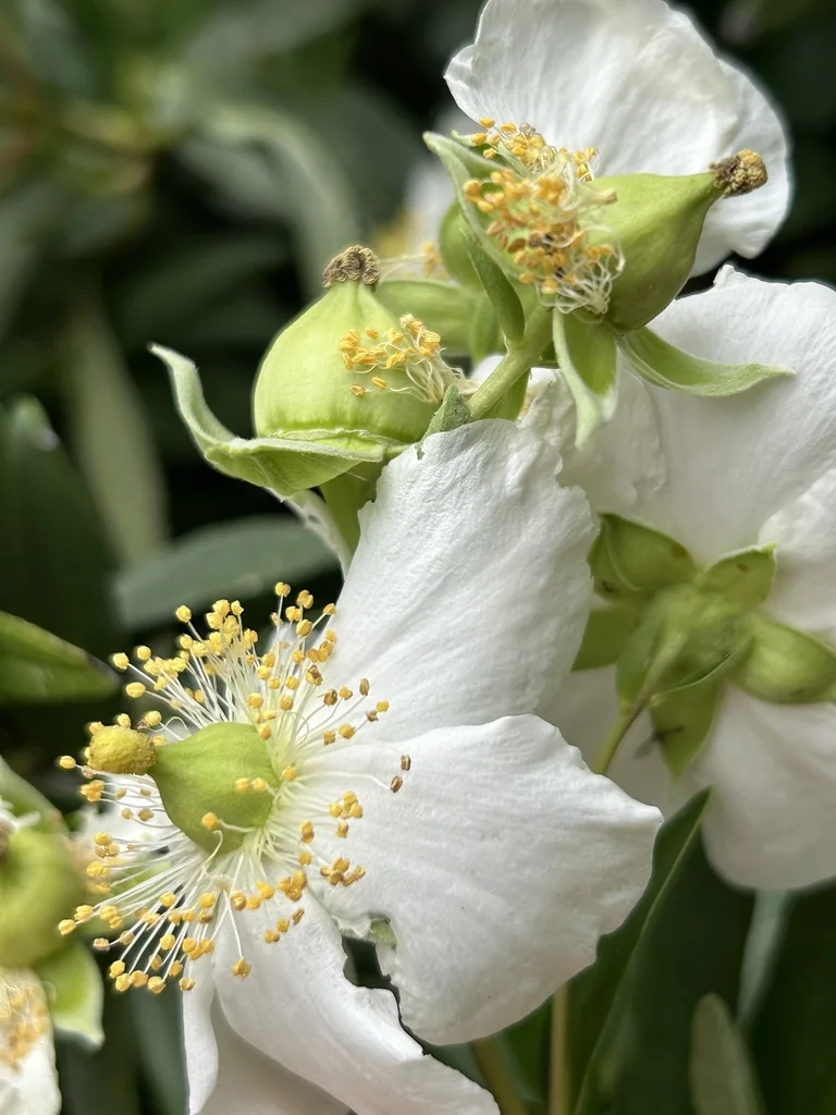 Carpenteria Californica