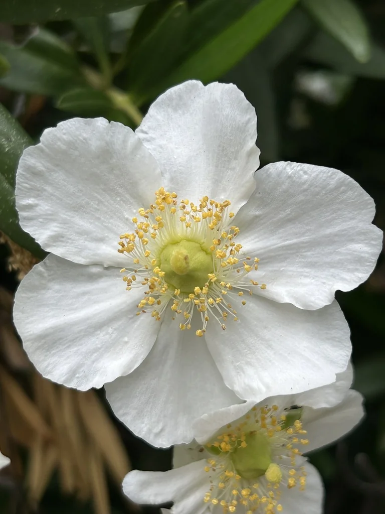 Carpenteria Californica
