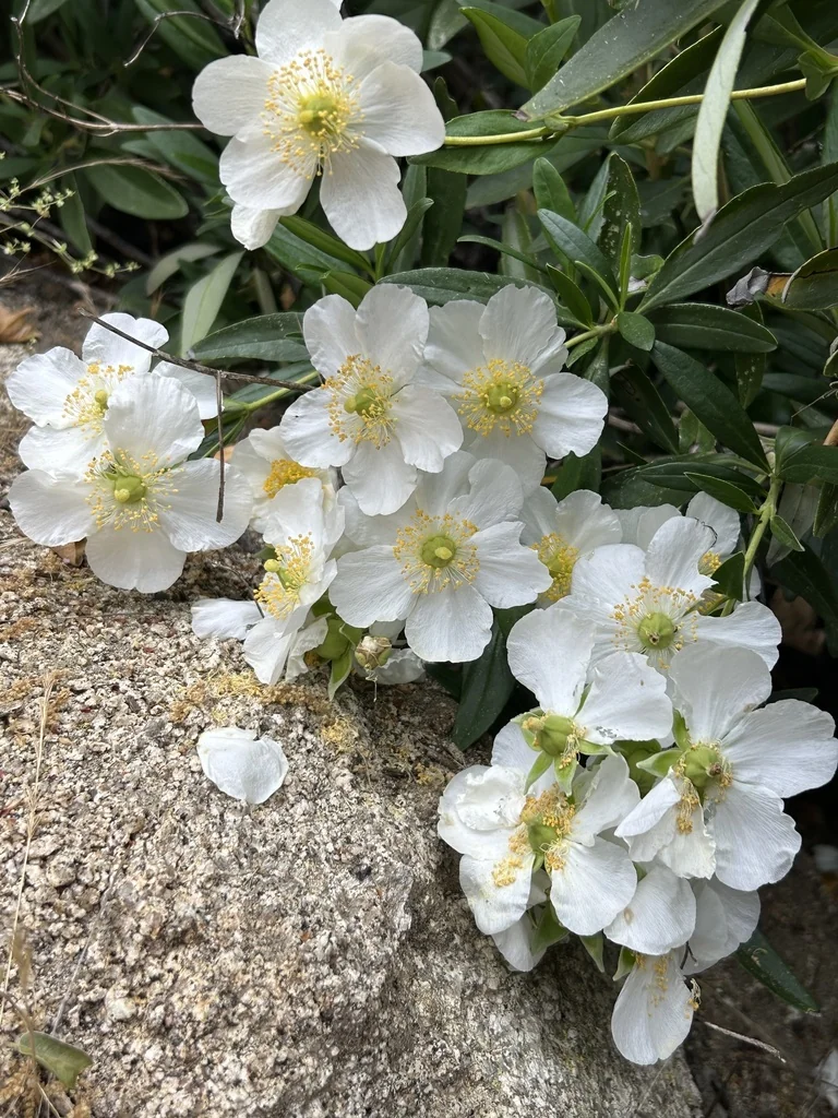 Carpenteria Californica