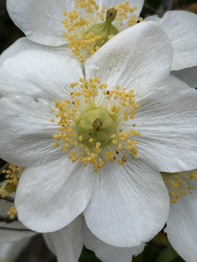 Carpenteria Californica
