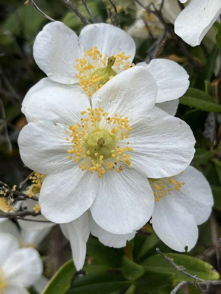Carpenteria Californica