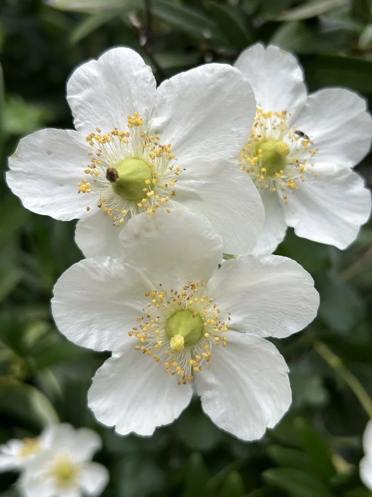 Carpenteria Californica