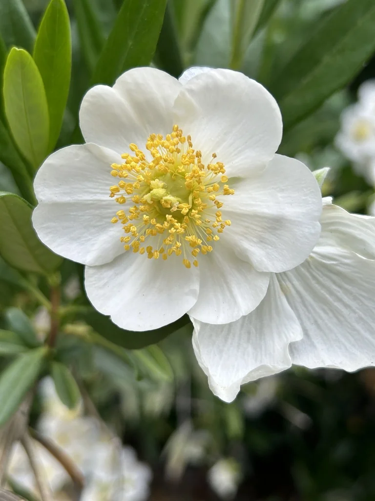Carpenteria Californica