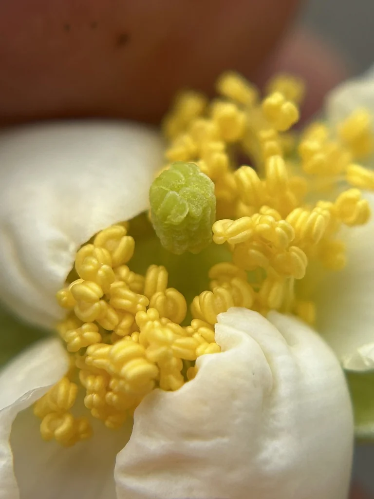 Carpenteria Californica