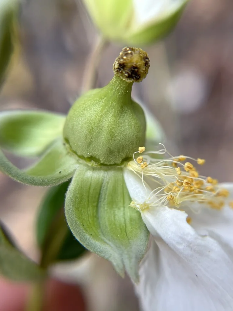 Carpenteria Californica