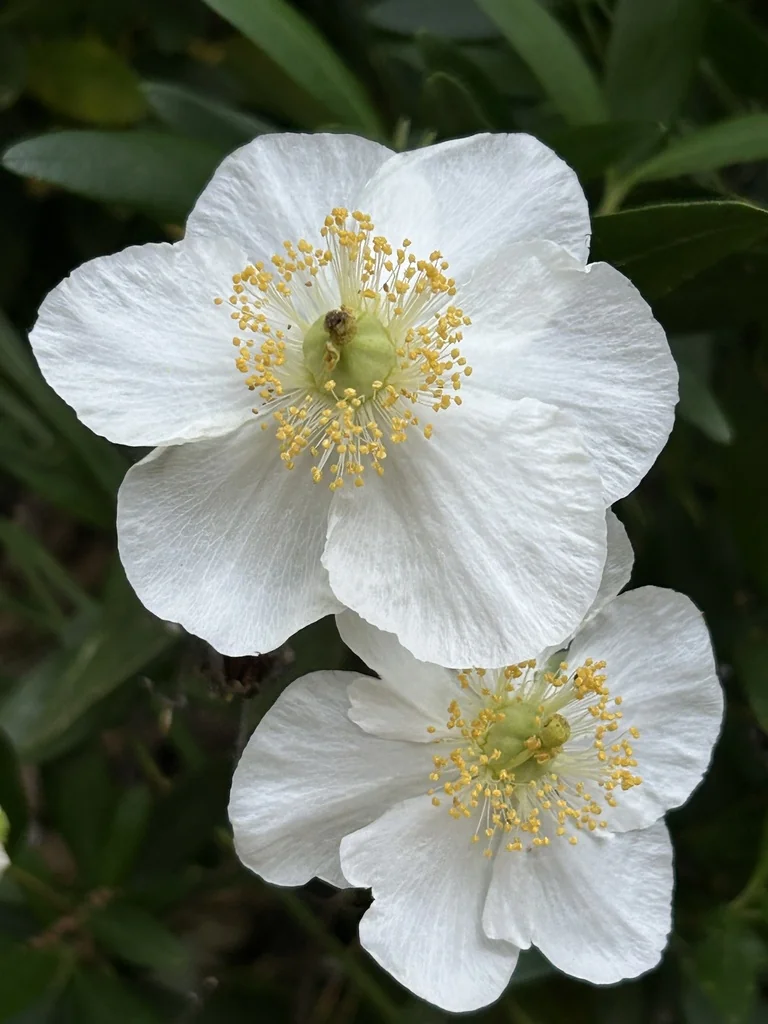 Carpenteria Californica
