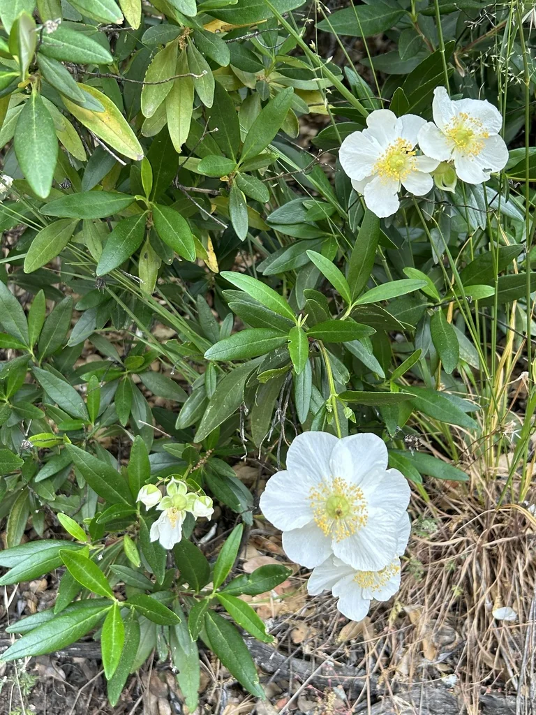 Carpenteria Californica
