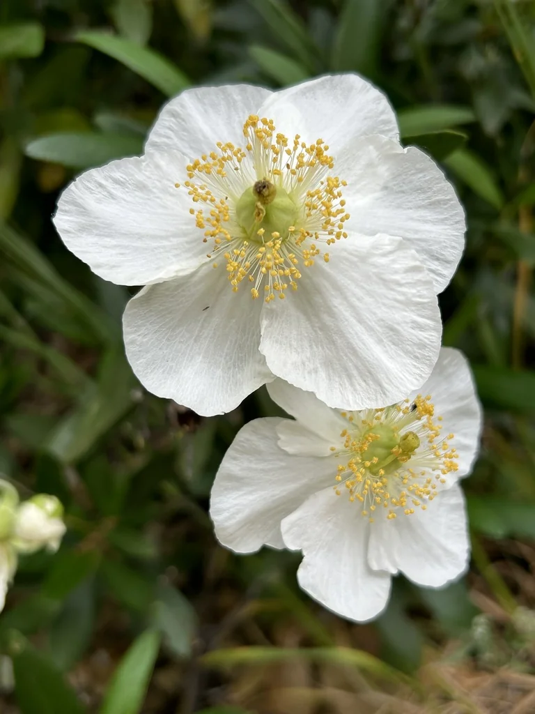Carpenteria Californica
