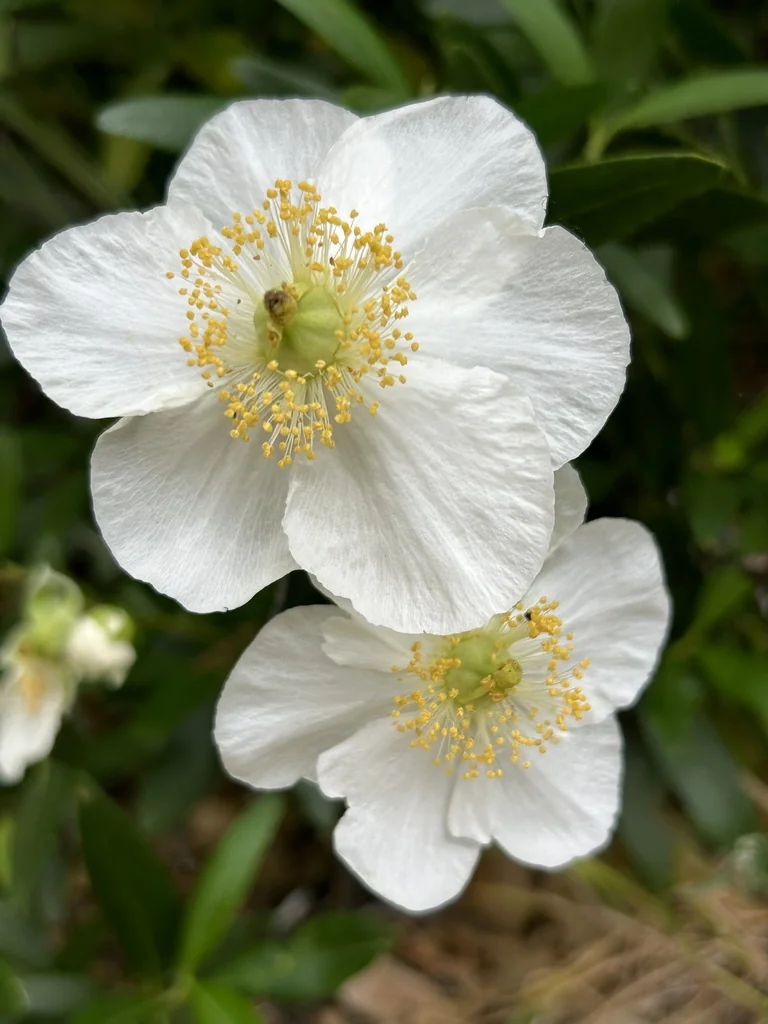 Carpenteria Californica