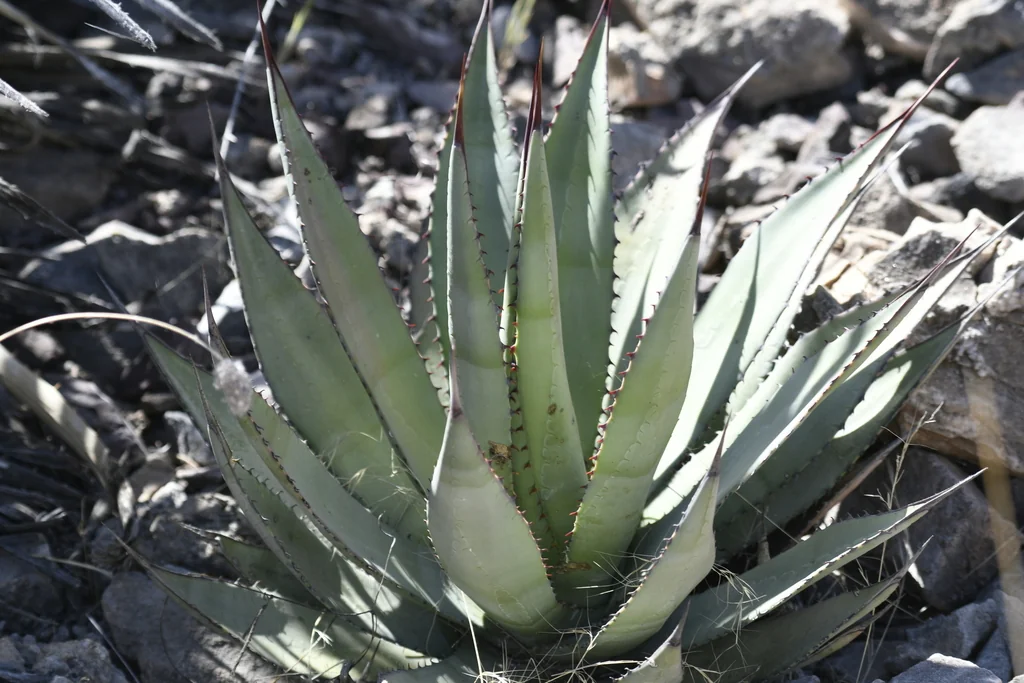 Agave Palmeri